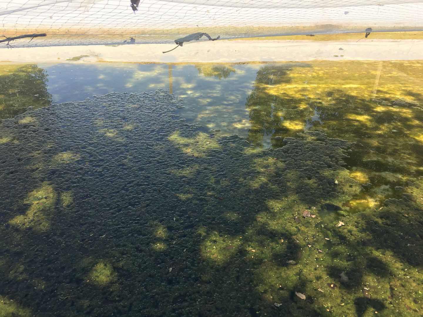 菌藻共生處理(lǐ)生活污水